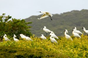 Beginner Birdwatching Spots on Nature Coast