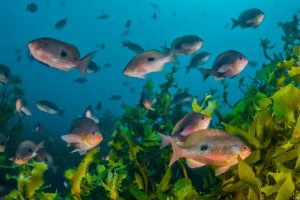 Marine Life Around Nature Coast