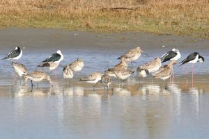 Birdwatching at the Manawatū Estuary