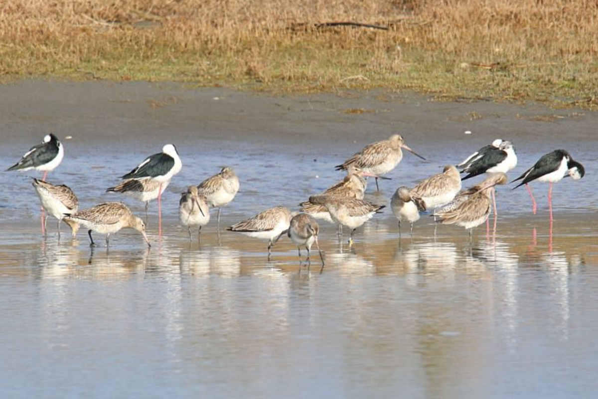 Birdwatching at the Manawatū Estuary